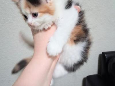 Little Doll - Persian - Gallery Photo #1