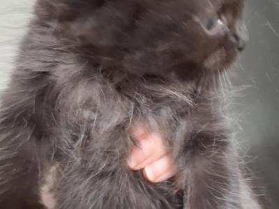 Kissy Girl - Persian - Gallery Photo #1