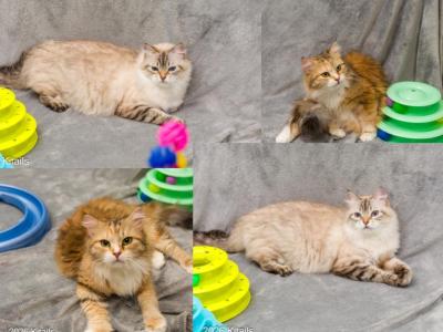Callie And Foxy - Siberian - Gallery Photo #1
