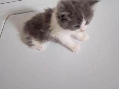 Cloud Boy - Persian - Gallery Photo #1