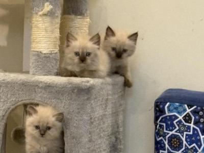 Chip - Domestic - Gallery Photo #1