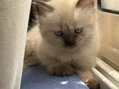 Cocoa - Himalayan - Gallery Photo #1