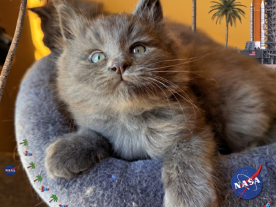 Lola's Babies - Maine Coon - Gallery Photo #1