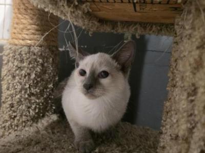 Lilac Point Siamese Male - Siamese - Gallery Photo #1