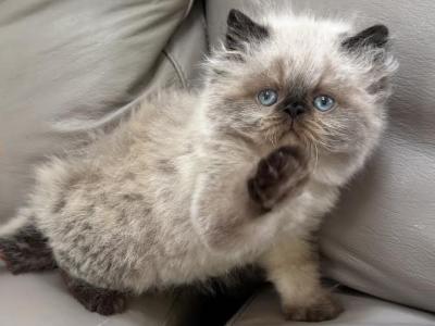 Frankie - Himalayan - Gallery Photo #1
