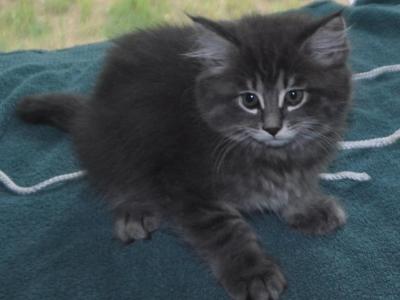 Susan - Maine Coon - Gallery Photo #1