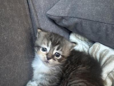 Cali - Ragdoll - Gallery Photo #1