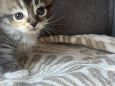 Scottish Fold Kilt - Scottish Fold - Gallery Photo #1