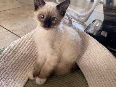 Snowshoe Siamese Kittens - Siamese - Gallery Photo #1