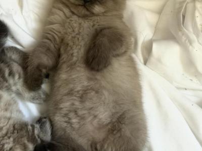 Mazie X Monsieur - Scottish Fold - Gallery Photo #1