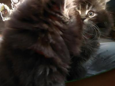 Maine Coon Dollface Persian Hybrids - Maine Coon - Gallery Photo #1