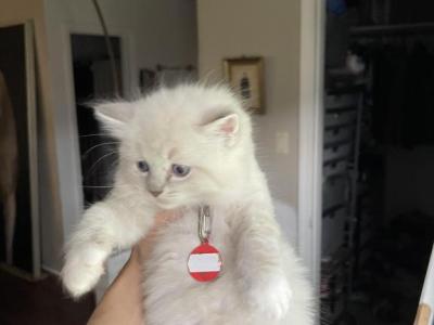 Laffy - Ragdoll - Gallery Photo #1