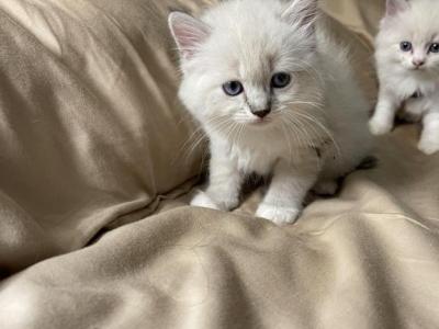 Taffy - Ragdoll - Gallery Photo #1
