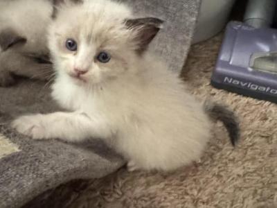 Crystal And Sassy - Maine Coon - Gallery Photo #1