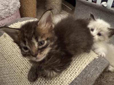 Crystal And Sassy - Maine Coon - Gallery Photo #1