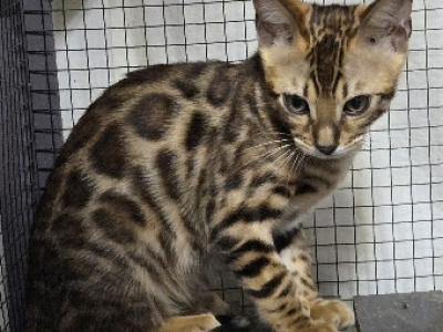 Gucci Girl - Bengal - Gallery Photo #1
