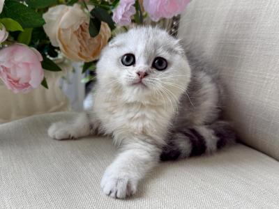 Scottish Fold Silver Male - Scottish Fold - Gallery Photo #1