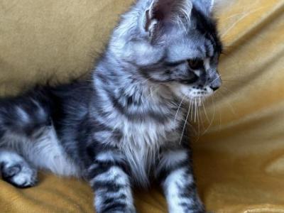 Girl V40 - Maine Coon - Gallery Photo #1