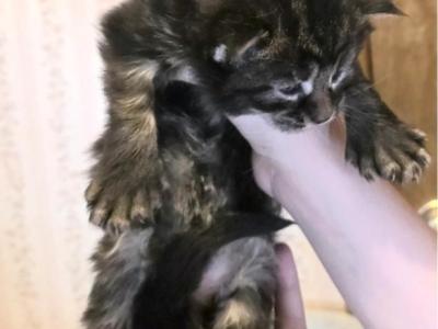 BIGFOOT - Maine Coon - Gallery Photo #1