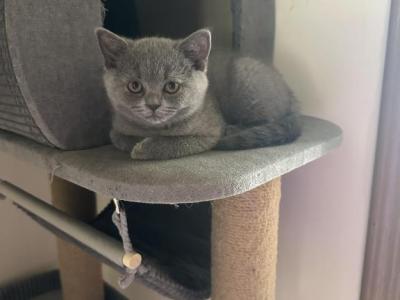 Diamond From Tutti Frutti Katsumi - British Shorthair - Gallery Photo #1