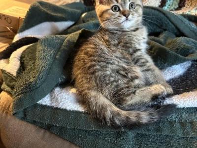 Ellie From Q'Bella - British Shorthair - Gallery Photo #1