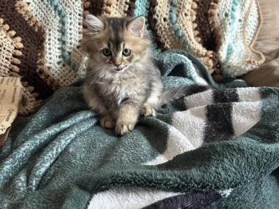 Erica From Q'Bella - British Shorthair - Gallery Photo #1