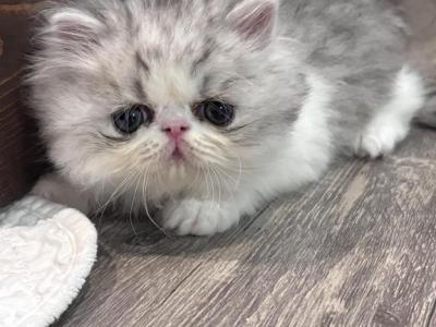 Chloes Litter - Persian - Gallery Photo #1