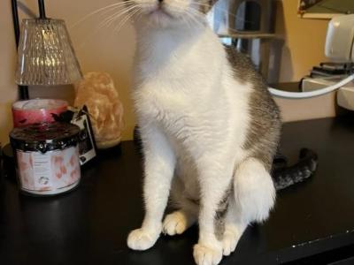 Bells - Domestic - Gallery Photo #1