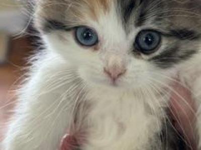 Callie - Scottish Fold - Gallery Photo #1