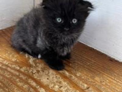 Panther - Munchkin - Gallery Photo #1