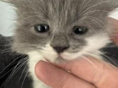 Millie - Persian - Gallery Photo #1