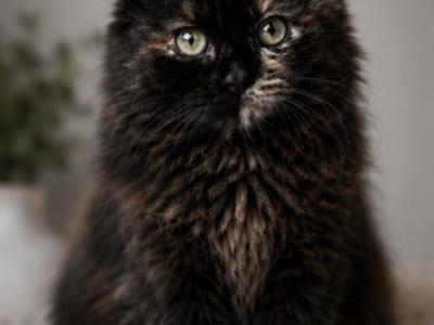 Mittens2 - Ragamuffin - Gallery Photo #1