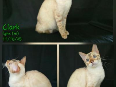 Clark - Bengal - Gallery Photo #1