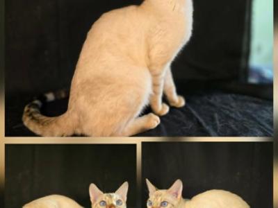 Lewis - Bengal - Gallery Photo #1