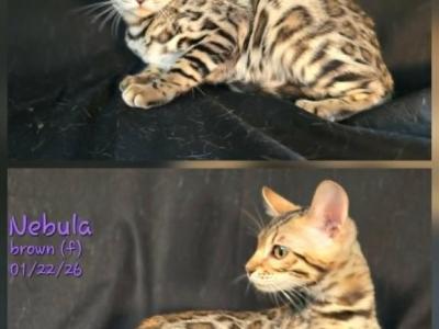 Nebula - Bengal - Gallery Photo #1