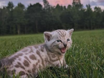 Totoro - Bengal - Gallery Photo #1