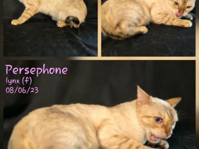 Persephone - Bengal - Gallery Photo #1