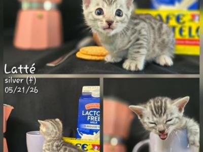 Latte - Bengal - Gallery Photo #1