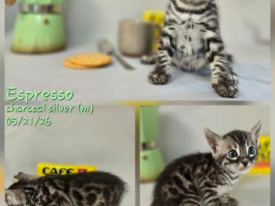 Espresso - Bengal - Gallery Photo #1