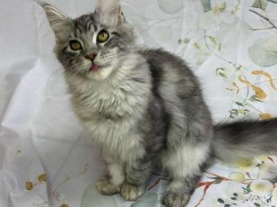 Maine Coon Richard - Maine Coon - Gallery Photo #1