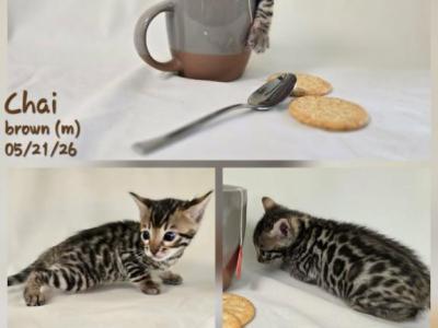 Chai - Bengal - Gallery Photo #1