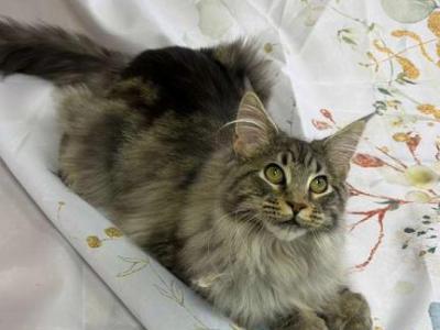 Maine Coon Ikarus - Maine Coon - Gallery Photo #1