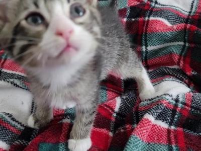 Tuxedo Kittens - Domestic - Gallery Photo #1