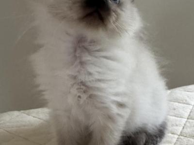 Sealpoint Female - Ragdoll - Gallery Photo #1