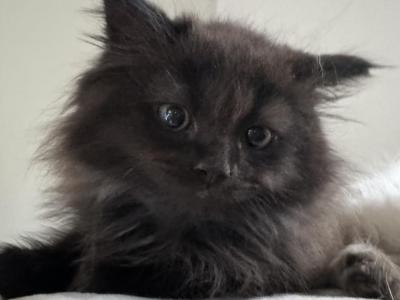 Chocolate Black Smoke Male - Ragdoll - Gallery Photo #1
