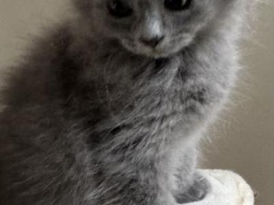 Solid Blue - Ragdoll - Gallery Photo #1