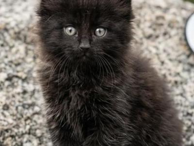 Jasper - Maine Coon - Gallery Photo #1