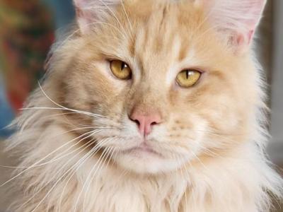 Greenjack Montana Breeze - Maine Coon - Gallery Photo #1