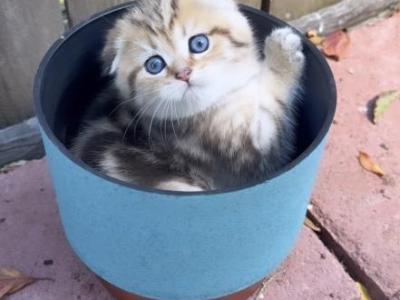 Scottish Fold Male Kitten - Scottish Fold - Gallery Photo #1
