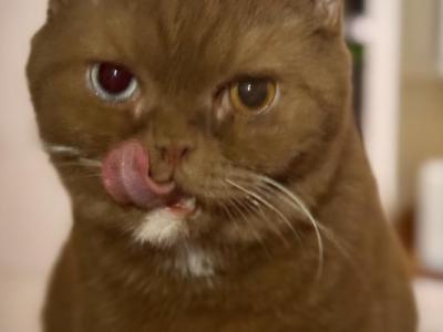 Eclipse - British Shorthair - Gallery Photo #1
